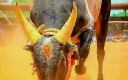 Jallikattu: The Traditional Bull-Taming Festival of Tamil Nadu