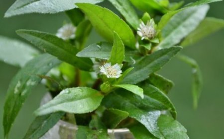 Bhringraj: The Natural Hair Elixir for Healthy and Vibrant Hair