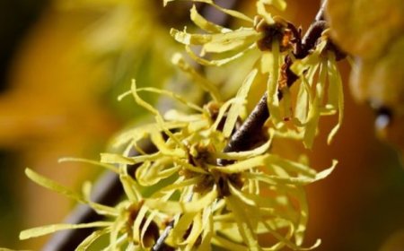 Witch Hazel: The Natural Astringent for Toned and Radiant Skin