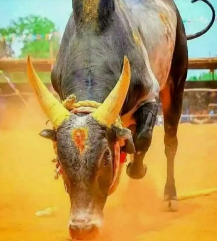 Jallikattu: The Traditional Bull-Taming Festival of Tamil Nadu