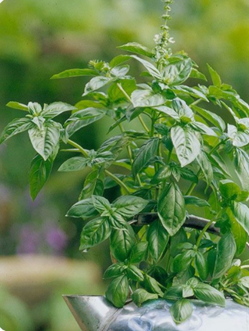 Basil: Nature's Secret for Healthy and Vibrant Hair