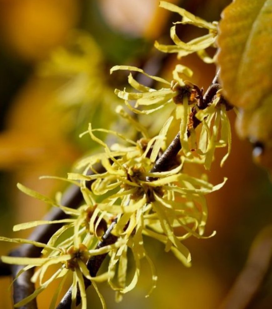 Witch Hazel: The Natural Astringent for Toned and Radiant Skin