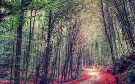 Exploring Istanbul's Tranquil Treks: Nature Escapes Amid Urban Charms