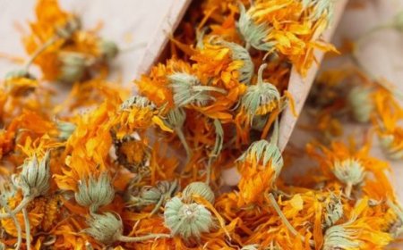 Calendula: A Versatile Flower for Skin Wellness and Radiance