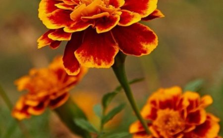 Marigold: A Treasure Trove of Wellness with Anti-Inflammatory, Antimicrobial, and Digestive Benefits