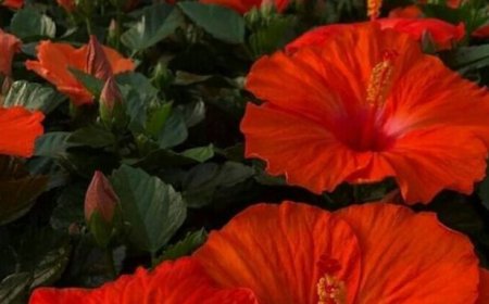 Hibiscus: A Blossoming Source of Wellness with Heart-Healthy, Anti-Inflammatory, and Immune-Boosting Benefits