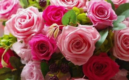 Enchanting Advantages of the Red-Pink Flower: 10 Ways It Elevates Beauty and Well-being