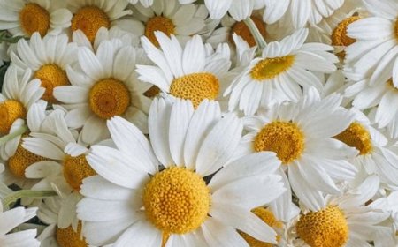 Chamomile's Delight: Unveiling the Marvelous Benefits of this Sweet Flower