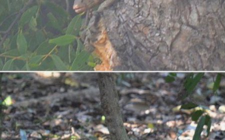 Exploring Nature's Bounty: Five Fascinating Wildlife Sanctuaries in Odisha