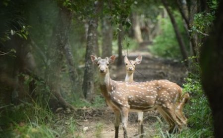Bhitarkanika National Park: A Unique Ecological Haven in Odisha, India