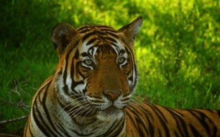 Discovering Chhattisgarh's Natural Gems: Top 5 National Parks