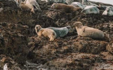 Farne Islands: Nature's Haven and Historic Treasures