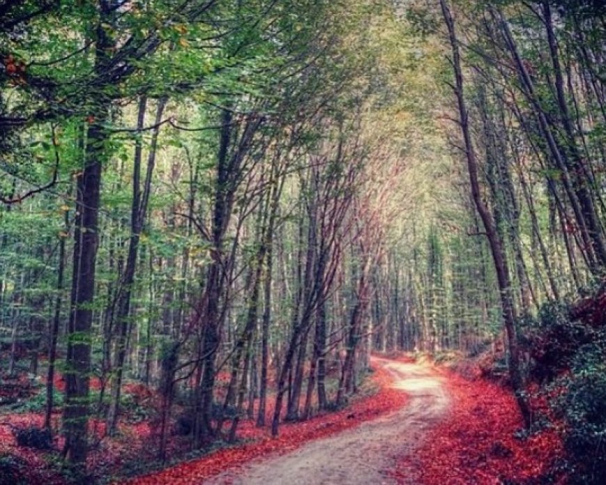 Exploring Istanbul's Tranquil Treks: Nature Escapes Amid Urban Charms