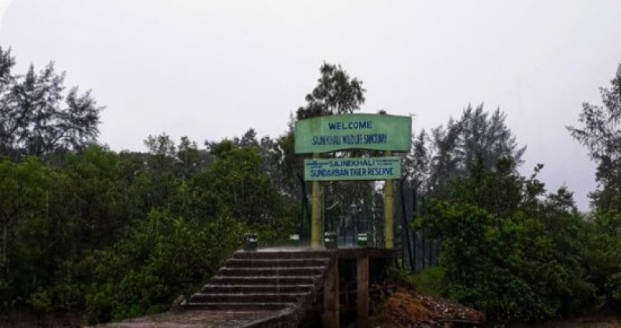 Unveiling the Enigma: Exploring the Mystical Beauty and Wildlife of Sundarbans Mangrove Jungle