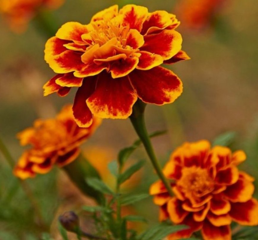 Marigold: A Treasure Trove of Wellness with Anti-Inflammatory, Antimicrobial, and Digestive Benefits