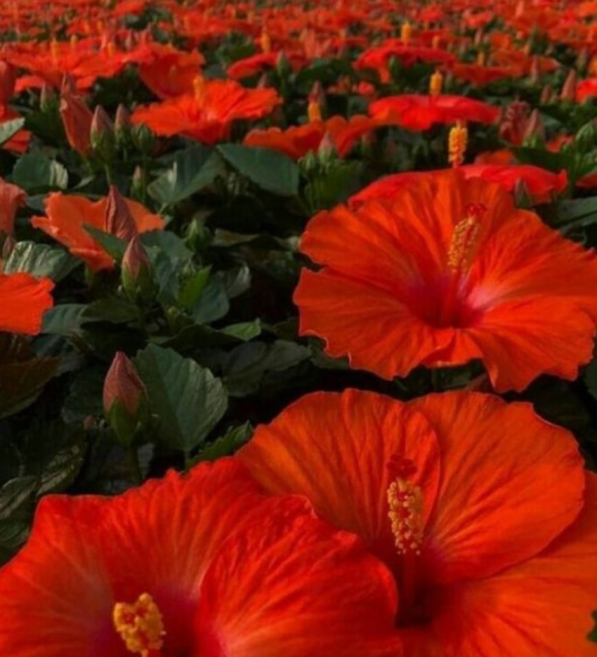 Hibiscus: A Blossoming Source of Wellness with Heart-Healthy, Anti-Inflammatory, and Immune-Boosting Benefits