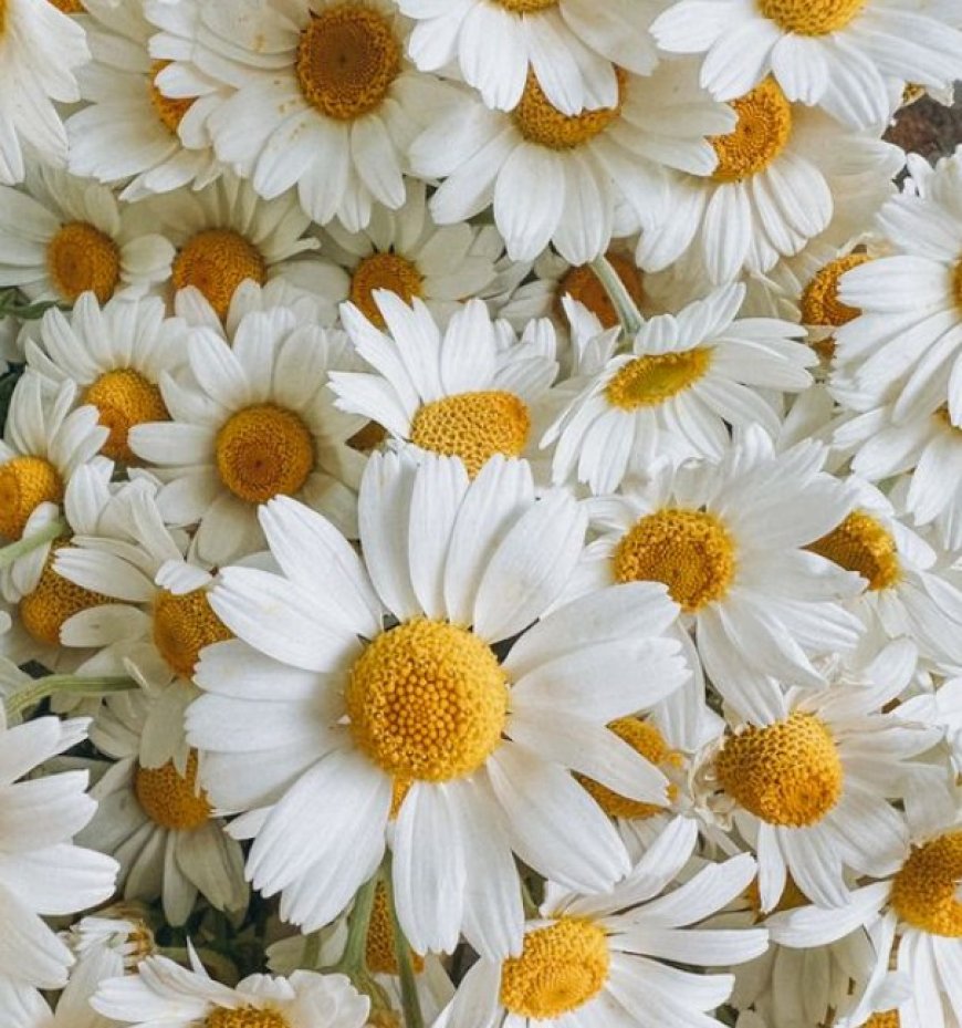 Chamomile's Delight: Unveiling the Marvelous Benefits of this Sweet Flower