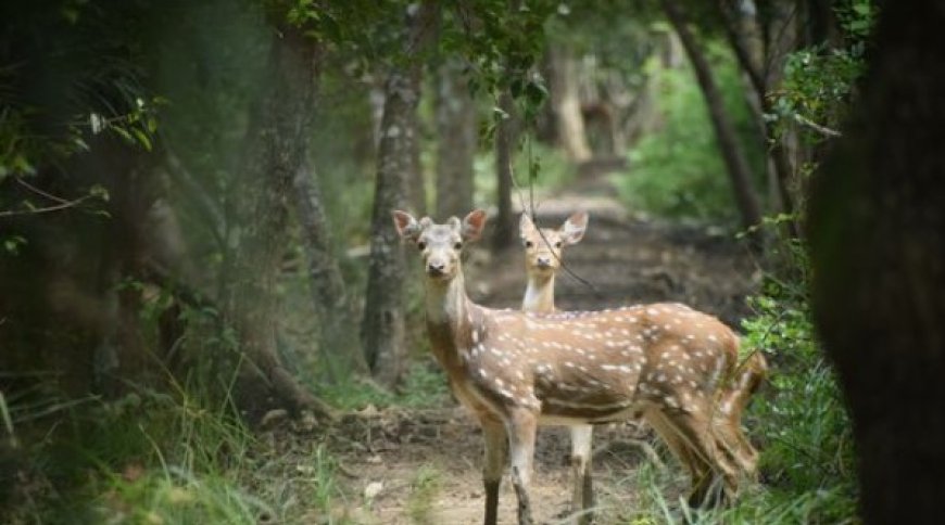 Bhitarkanika National Park: A Unique Ecological Haven in Odisha, India