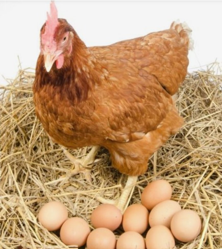 Exploring Varieties of Nutrient-Rich Eggs for a Balanced Diet and Health Benefits