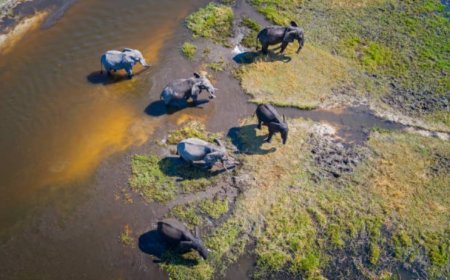 Exploring the Wonders of Botswana: Top 5 Must-Visit Destinations