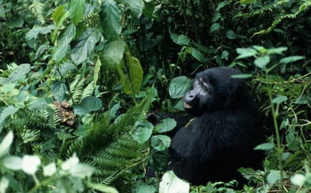 Exploring the Enchanting Beauty of Uganda
