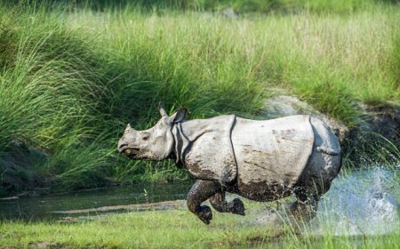 Kaziranga National Park: A Wildlife Wonderland