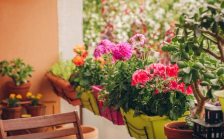 Creating Your Dream Balcony Garden