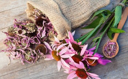 Echinacea: Nature's Immune-Boosting Wonder
