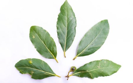 Unlocking the Healing Power of Kadamba Leaves: 10 Surprising Benefits