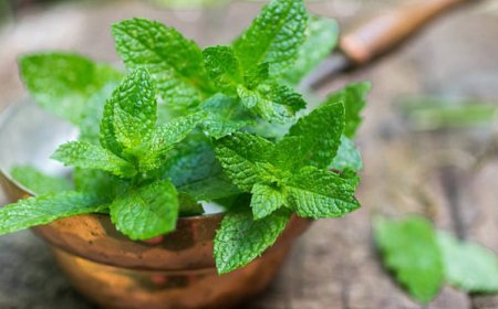 Top 5 Benefits of Mints: A Comprehensive Guide