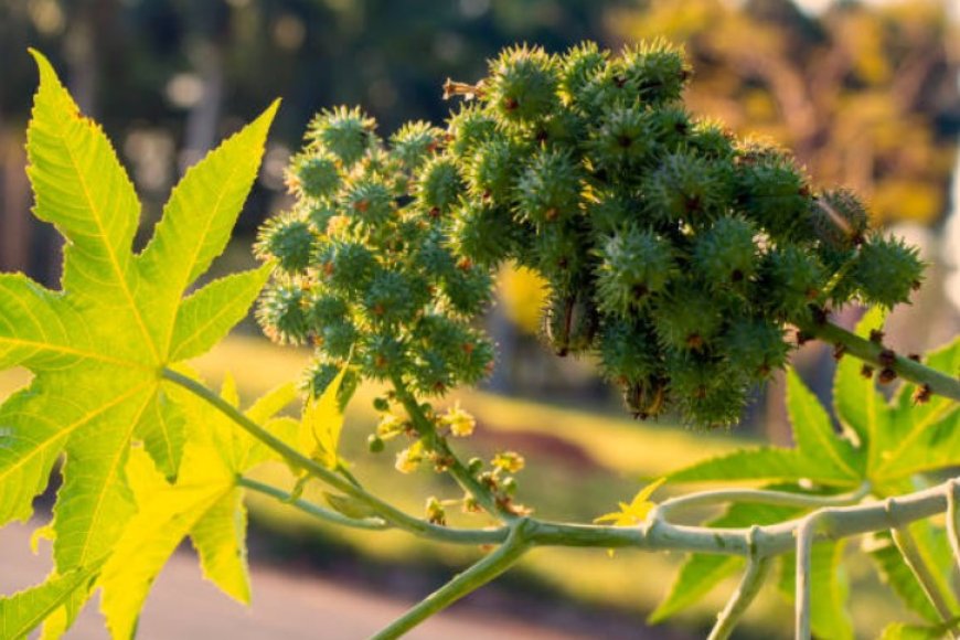 Castor Pulp Unlocking the Power of Castor Oil for Hair Health - Kehana