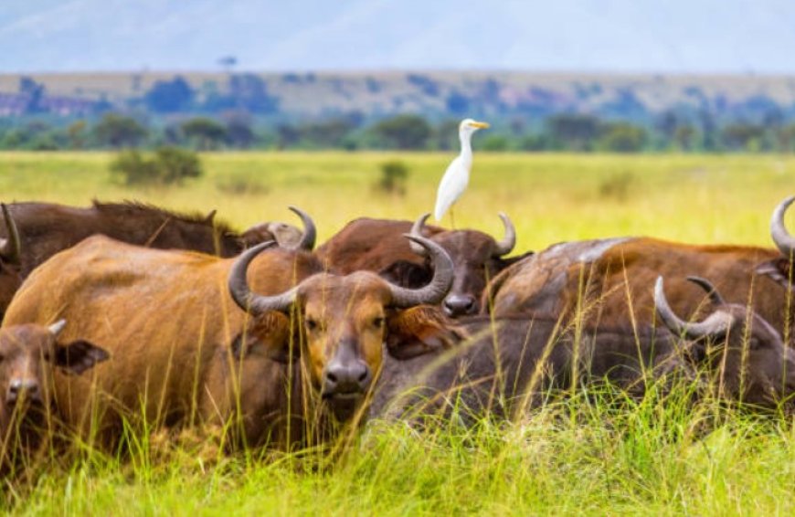 Exploring the Enchanting Beauty of Uganda