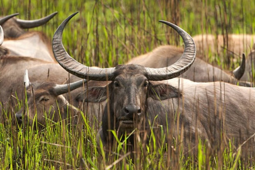 Kaziranga National Park: A Wildlife Wonderland