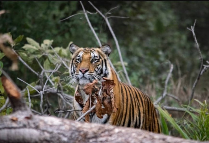Kaziranga National Park: A Wildlife Wonderland