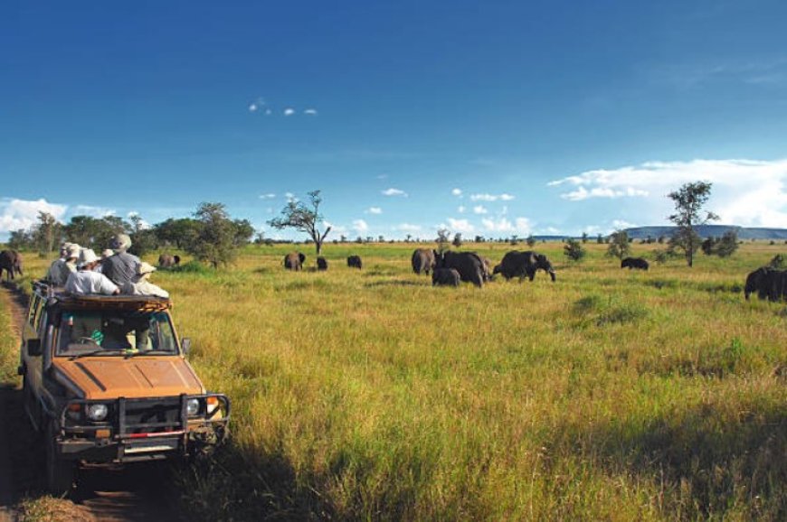 Serengeti National Park: Where Wildlife Roams Free