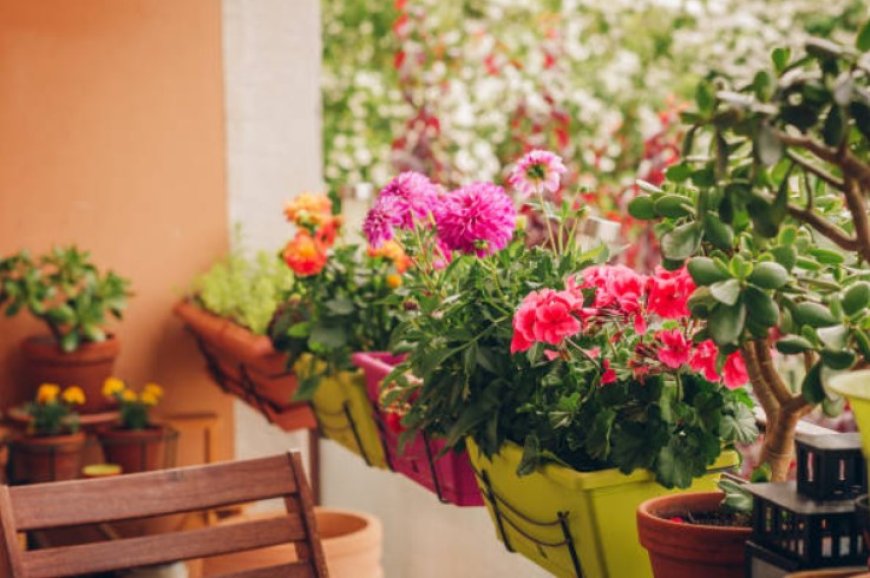 Creating Your Dream Balcony Garden