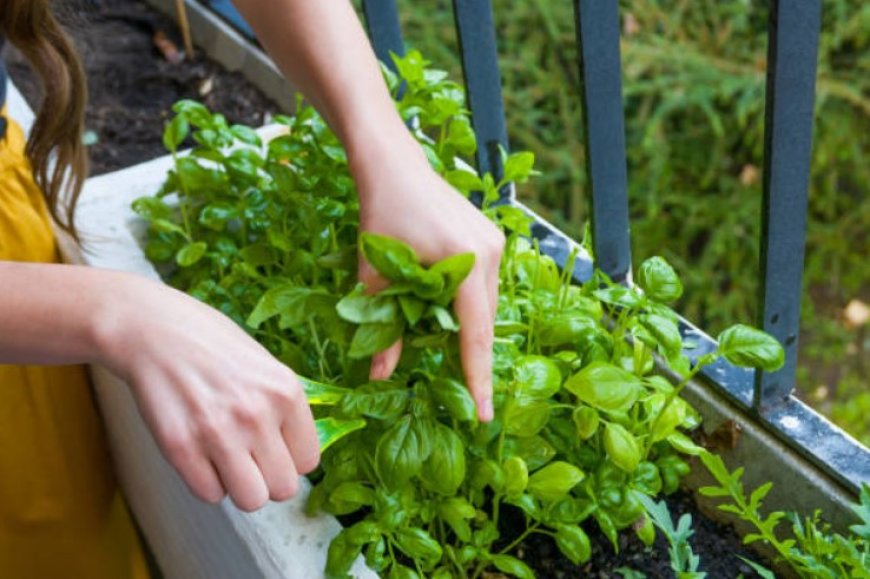 Creating Your Dream Balcony Garden