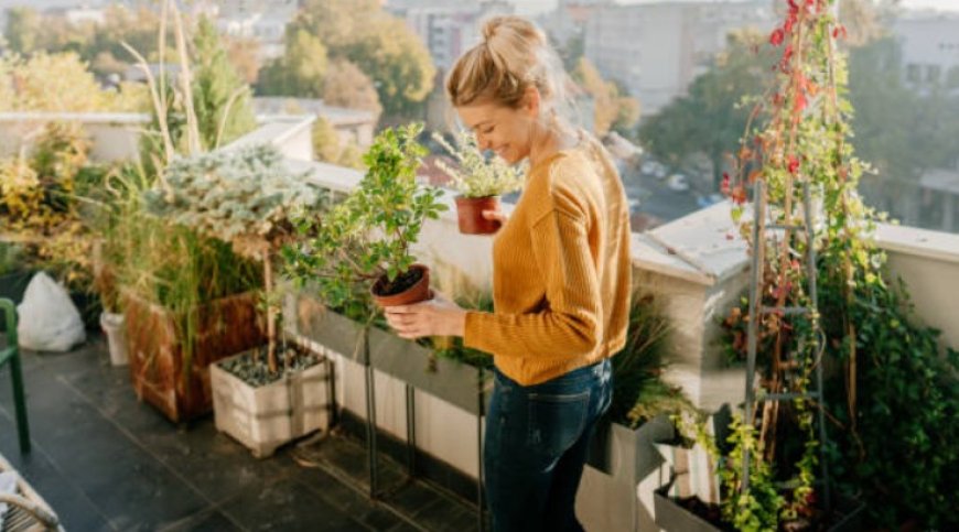 Creating Your Dream Balcony Garden