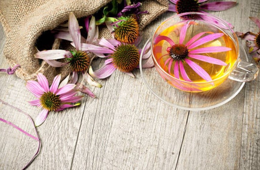 Echinacea: Nature's Immune-Boosting Wonder
