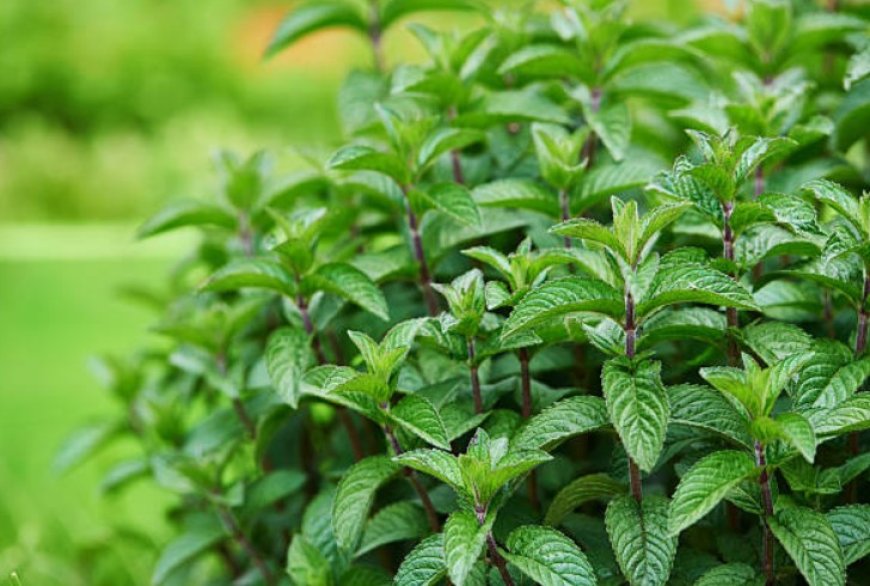 Unlocking the Many Benefits of Peppermint: From Digestion to Stress Relief