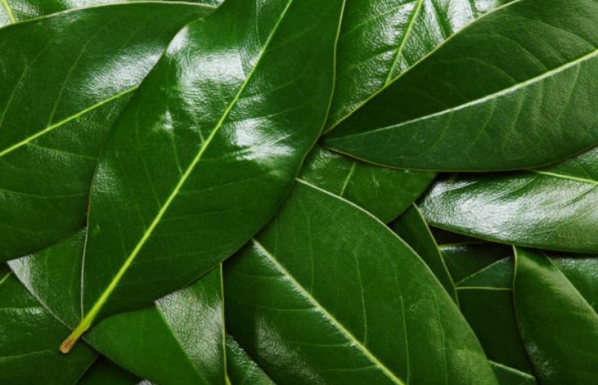 Unlocking the Healing Power of Kadamba Leaves: 10 Surprising Benefits
