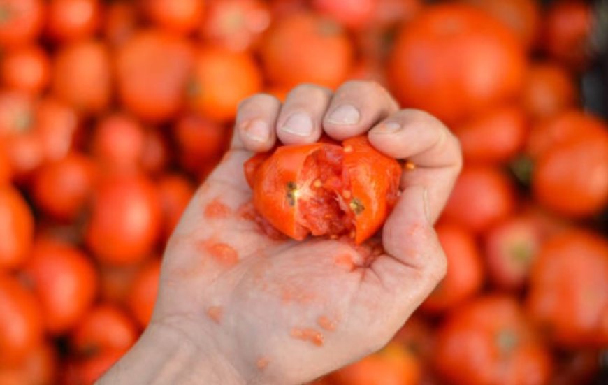 La Tomatina: The world's biggest food fight in Buñol, Spain