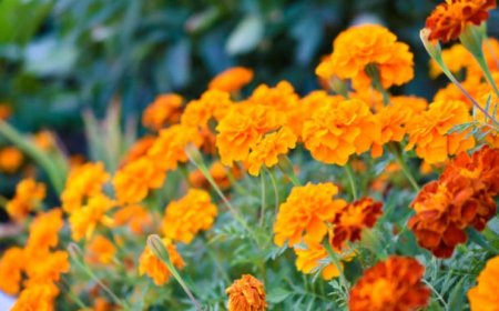 Top 5 Benefits of Marigold Flower