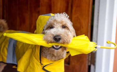 How to Take Care of Your Pet During the Rainy Season