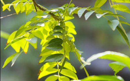 Curry leaves: A fragrant treasure trove of health benefits