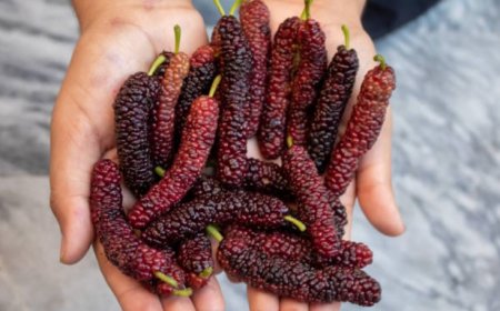 Mulberries: Nature's sweet and multifaceted gift to wellness