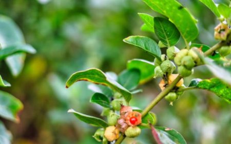 Ashwagandha: The Ancient Herb with Modern Health Benefits