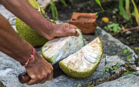 Jackfruit: A Tropical Superfood with Many Health Benefits