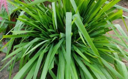 Top 10 Benefits of Lemongrass: A Versatile Herb for Better Health