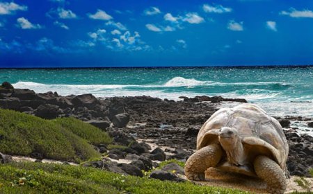 The Galapagos Islands: A natural wonderland